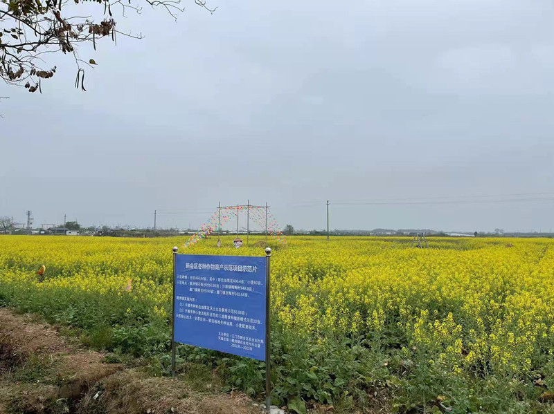 冬种油菜花_副本.jpg
