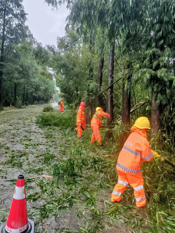 处理倒伏树木 (1).jpg