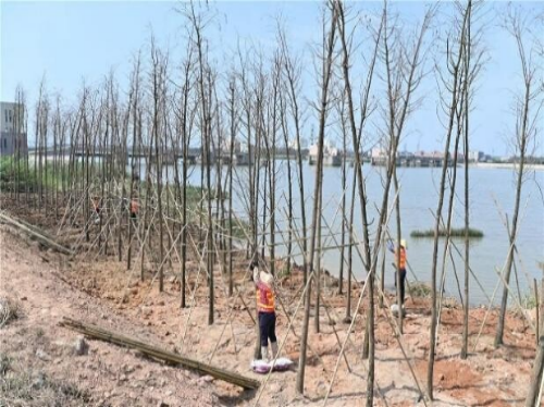 河长制简报（2024008总519）0409 迎接“大桥经济”  绿美水岸建设再掀新高潮.doc_12