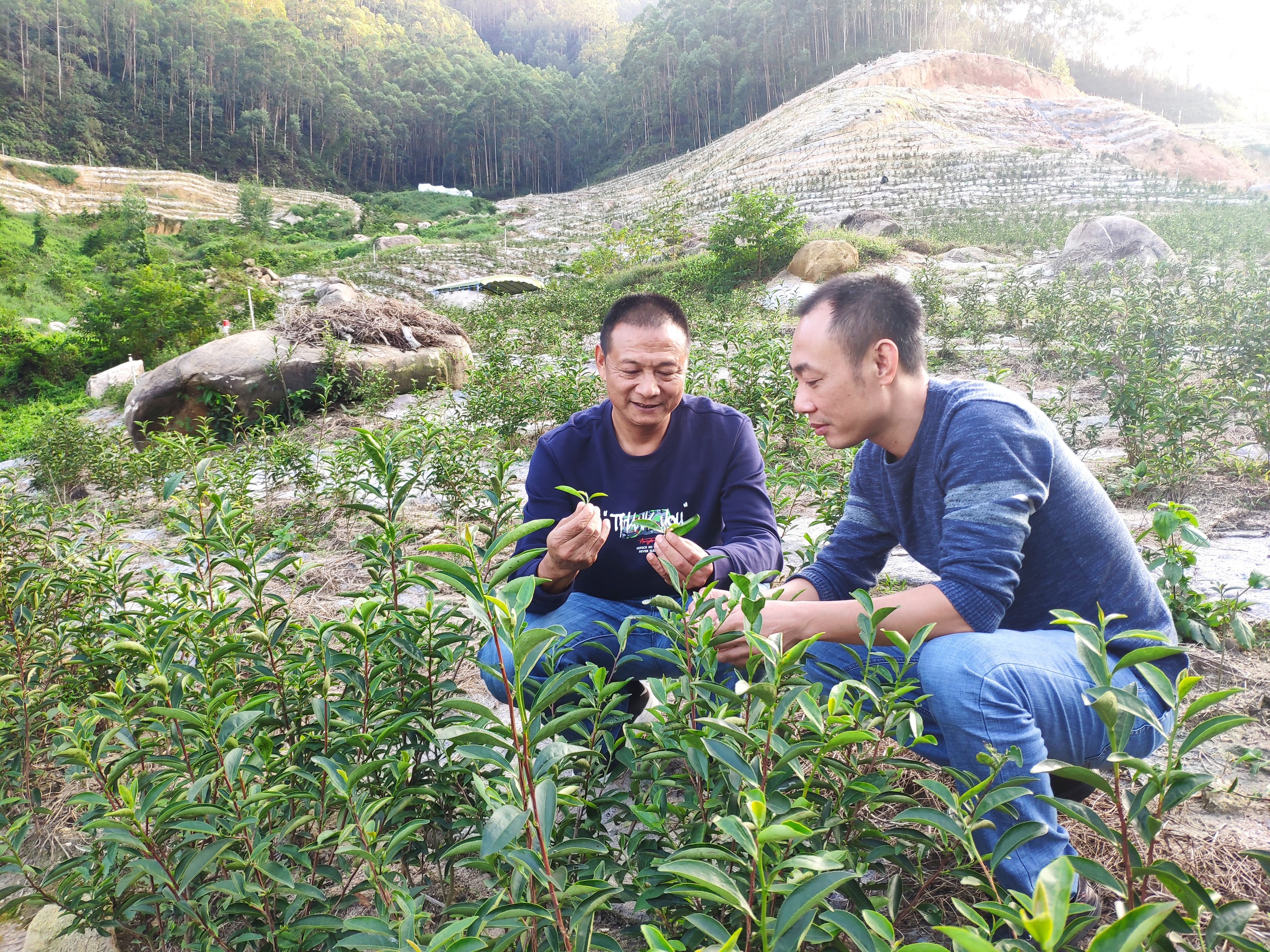 黄荣胜(右)检查茶树生长情况。黄绍侦 摄.jpg