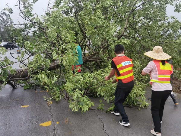 清理倒伏路树.jpg