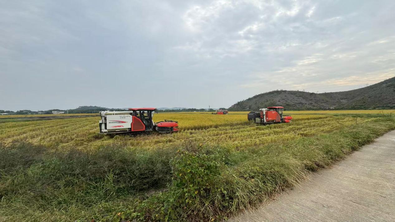 2025-11-26护航晚稻保归仓 服务到田促增收.jpg